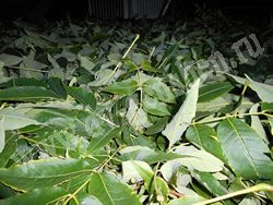 листья бархата амурского