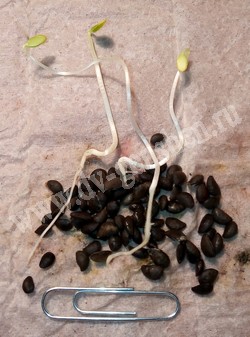 Проросшие семена бархата