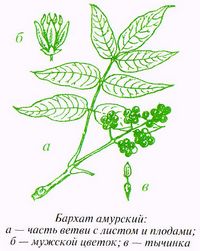 Бархат амурский (Phellodendron amurense Rupr.)