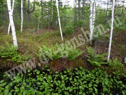 Белокрыльник болотный – Calla palustris L.