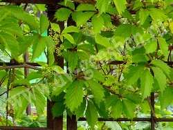 Девичий виноград пятилисточковый – Parthenocissus quinquefolia (L.) Planch.