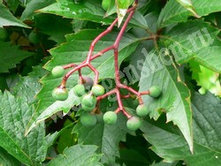 Девичий виноград пятилисточковый – Parthenocissus quinquefolia (L.) Planch.