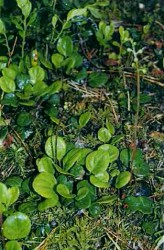 Грушанка круглолистная – Pyrola rotundifolia L.