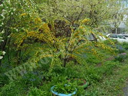 Карагана уссурийская — Caragana ussuriensis (Regel) Pojark.