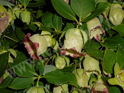 Кодонопсис ланцетный (колокольник ланцетный) – Codonopsis lanceolata (Siebold et Zucc.) Benth. et Hook.