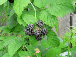Плоды чёрной малины