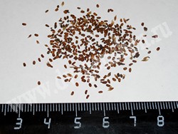 Семена лофанта тибетского