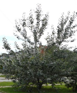 Тополь серебристый (белый) – Populus alba L.