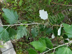 Тополь серебристый (белый) – Populus alba L.