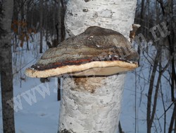 Трутовик окаймлённый (древесная губка) – Fomitopsis pinicola (Sw.) P.Karst.