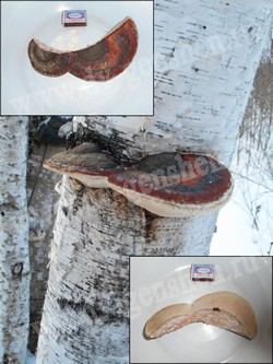 Трутовик окаймлённый (древесная губка) – Fomitopsis pinicola (Sw.) P.Karst.