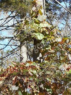 Виноград амурский ползущий по дереву