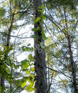 Виноград амурский ползущий по дереву