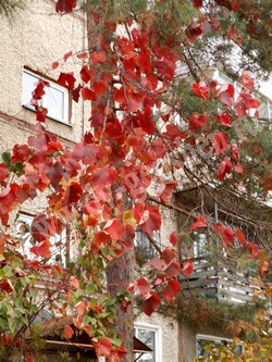 Виноград амурский в осенней листве