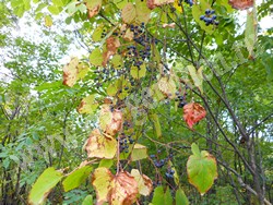 Виноград амурский в лесу