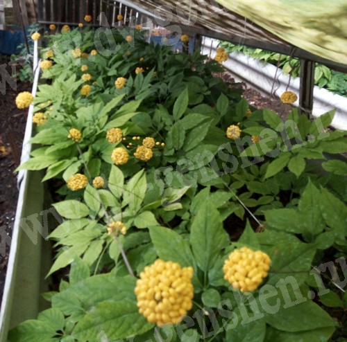 Выращивание желтоплодного женьшеня на грядке