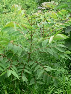 Бархат амурский — phellodendron amurense rupr.