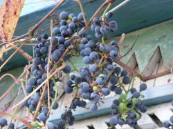 Винограда амурского гроздья душистые