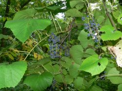 Зрелые плоды винограда амурского