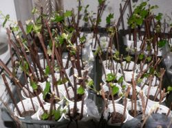 Выращивание винограда амурского из черенков