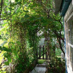 Зелёный коридор из винограда амурского