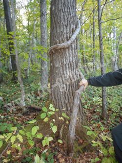 Актинидия Острая (аргута) - Actinidia Arguta (Sieb. et Zucc.) Planch. Ex Miq.