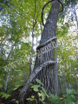 Актинидия аргута (острая) – Actinidia Arguta (Siebold et Zucc) Planch. Ex Miq.