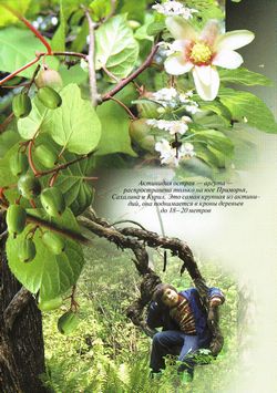 Актинидия острая (Actinidia arguta (Siebold et Zucc.) Planch. ex Miq.)