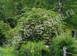 Актинидия коломикта — Actinidia kolomikta Maxim.