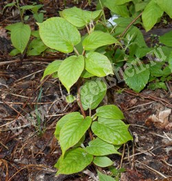 Актинидия коломикта — Actinidia kolomikta Maxim.