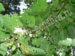 Актинидия коломикта — actinidia kolomikta maxim.