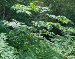 Аралия маньчжурская — aralia mandshurica rupr. et maxim.