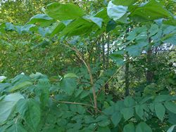 Аралия маньчжурская — Aralia mandshurica Rupr. et Maxim.