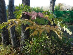 Аралия маньчжурская — Aralia mandshurica Rupr. et Maxim.