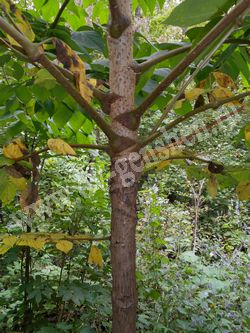 Аралия маньчжурская — Aralia mandshurica Rupr. et Maxim.