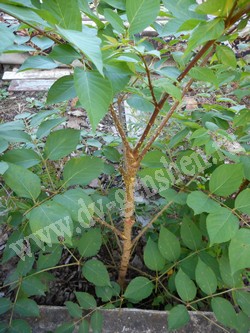 Аралия маньчжурская — Aralia mandshurica Rupr. et Maxim.