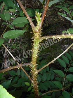 Аралия маньчжурская — Aralia mandshurica Rupr. et Maxim.