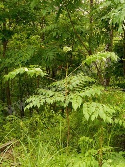 Аралия маньчжурская — Aralia mandshurica Rupr. et Maxim.