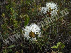 Багульник болотный — Ledum palustre L.