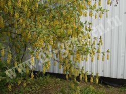 Барбарис амурский — Berberis amurensis Maxim.