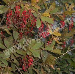 Барбарис амурский — Berberis amurensis Maxim.