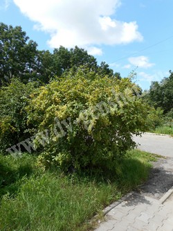 Взрослые кусты барбариса амурского