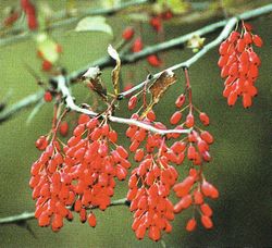 Барбарис амурский (Berberis amurensis Rupr.)