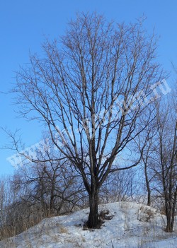 Бархат амурский — Phellodendron amurense Rupr.