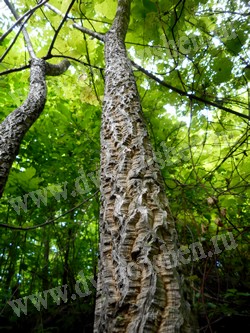 Бархат амурский — Phellodendron amurense Rupr.