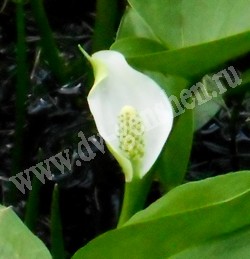 Белокрыльник болотный – Calla palustris L.