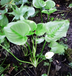 Белокрыльник болотный – Calla palustris L.