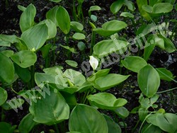 Белокрыльник болотный – Calla palustris L.