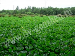 Белокрыльник болотный – Calla palustris L.