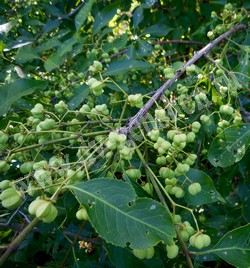 Бересклет Маака – Euonymus maackii Rupr.